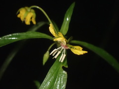 Lysimachia lanceolata
