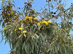 Eucalyptus erythrocorys