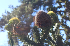 Araucaria araucana