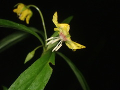 Lysimachia lanceolata