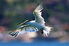 Thalasseus sandvicensis