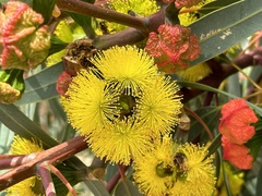 Eucalyptus erythrocorys