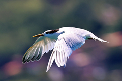 Thalasseus sandvicensis