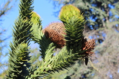 Araucaria araucana