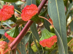 Eucalyptus erythrocorys