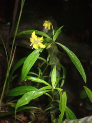 Lysimachia lanceolata