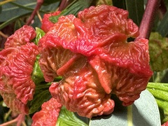 Eucalyptus erythrocorys