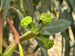 Eucalyptus erythrocorys