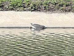 Apalone spinifera guadalupensis