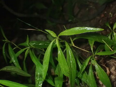 Lysimachia lanceolata