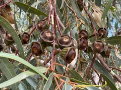 Eucalyptus erythrocorys