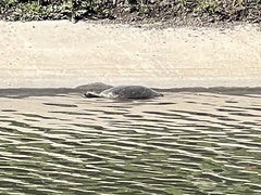 Apalone spinifera guadalupensis