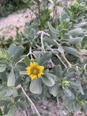 Borrichia arborescens