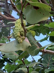 Coccoloba uvifera
