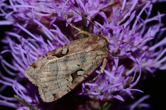 Xestia normanianus