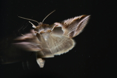 Habrosyne scripta
