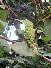 Coccoloba uvifera
