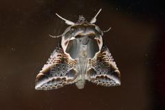 Habrosyne scripta