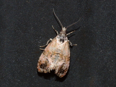 Cochylichroa