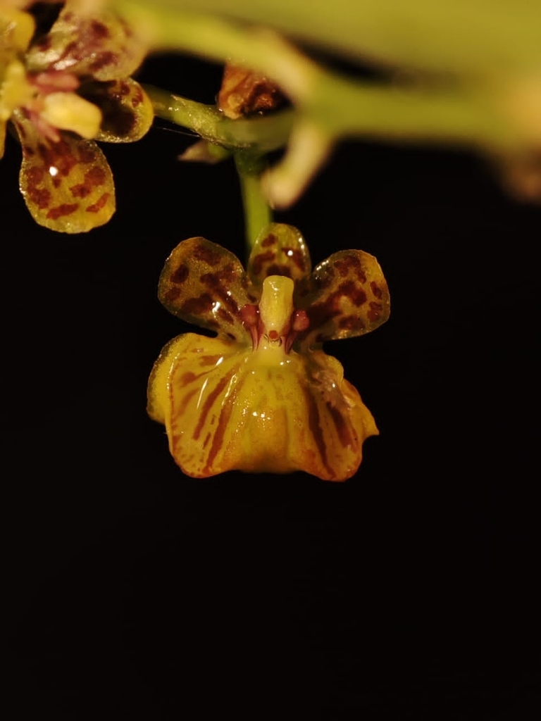 Gomesa paranensoides