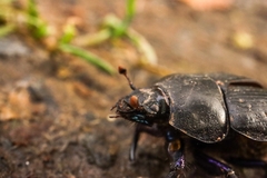 Geotrupes stercorarius