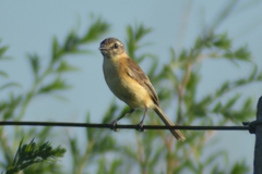 Polystictus pectoralis