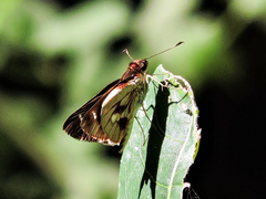 Vettius fantasos