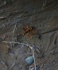 Sphictostethus gravesii