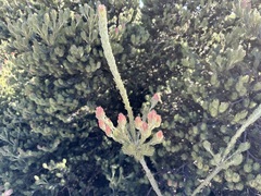 Adenanthos cygnorum