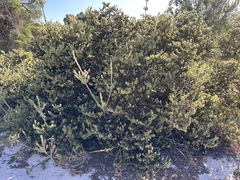Adenanthos cygnorum