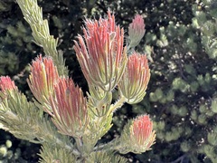 Adenanthos cygnorum
