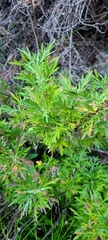 Artemisia palmeri