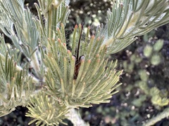 Adenanthos cygnorum