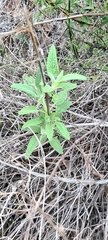 Lepechinia cardiophylla