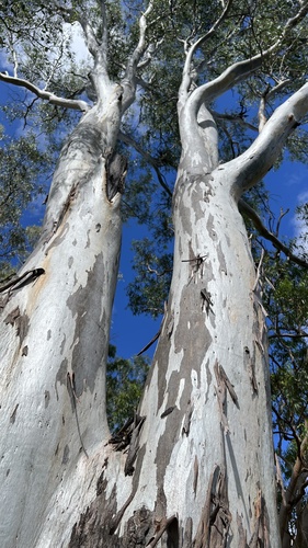 Eucalyptus tereticornis