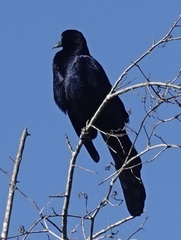 Quiscalus major