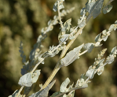 Atriplex torreyi