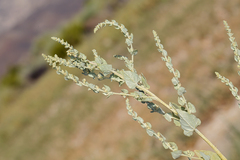 Atriplex torreyi