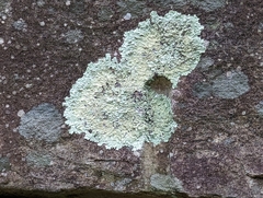 Xanthoparmelia plittii