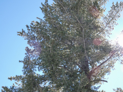 Pinus lambertiana