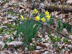 Narcissus pseudonarcissus