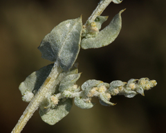 Atriplex torreyi