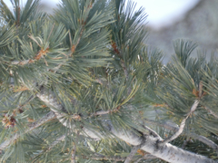 Pinus lambertiana