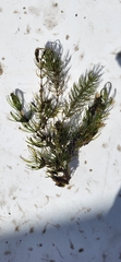 Ceratophyllum demersum