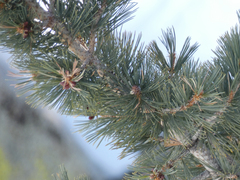Pinus lambertiana