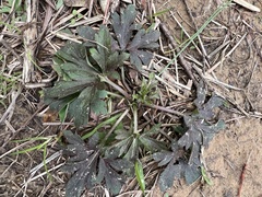 Delphinium carolinianum