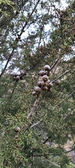 Cupressus forbesii