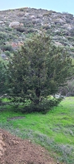 Cupressus forbesii