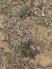 Delphinium carolinianum