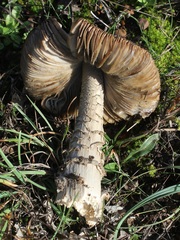 Amanita ceciliae